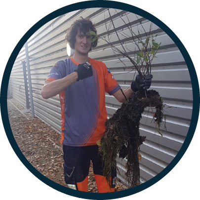 A small bush that was pulled out of a clogged, uncleaned rain gutter