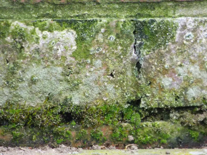 The Truth About Mold Damage